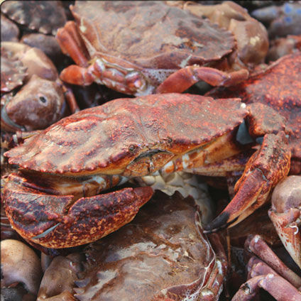 Fresh Local Crabs